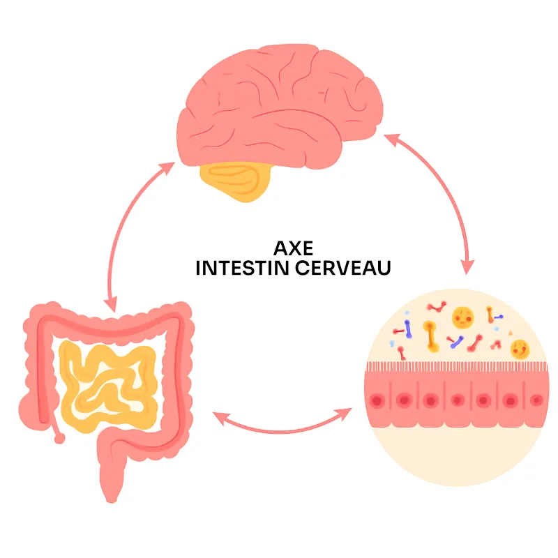 Schéma qui illustre le lien entre alimentation, cerveau et santé mentale